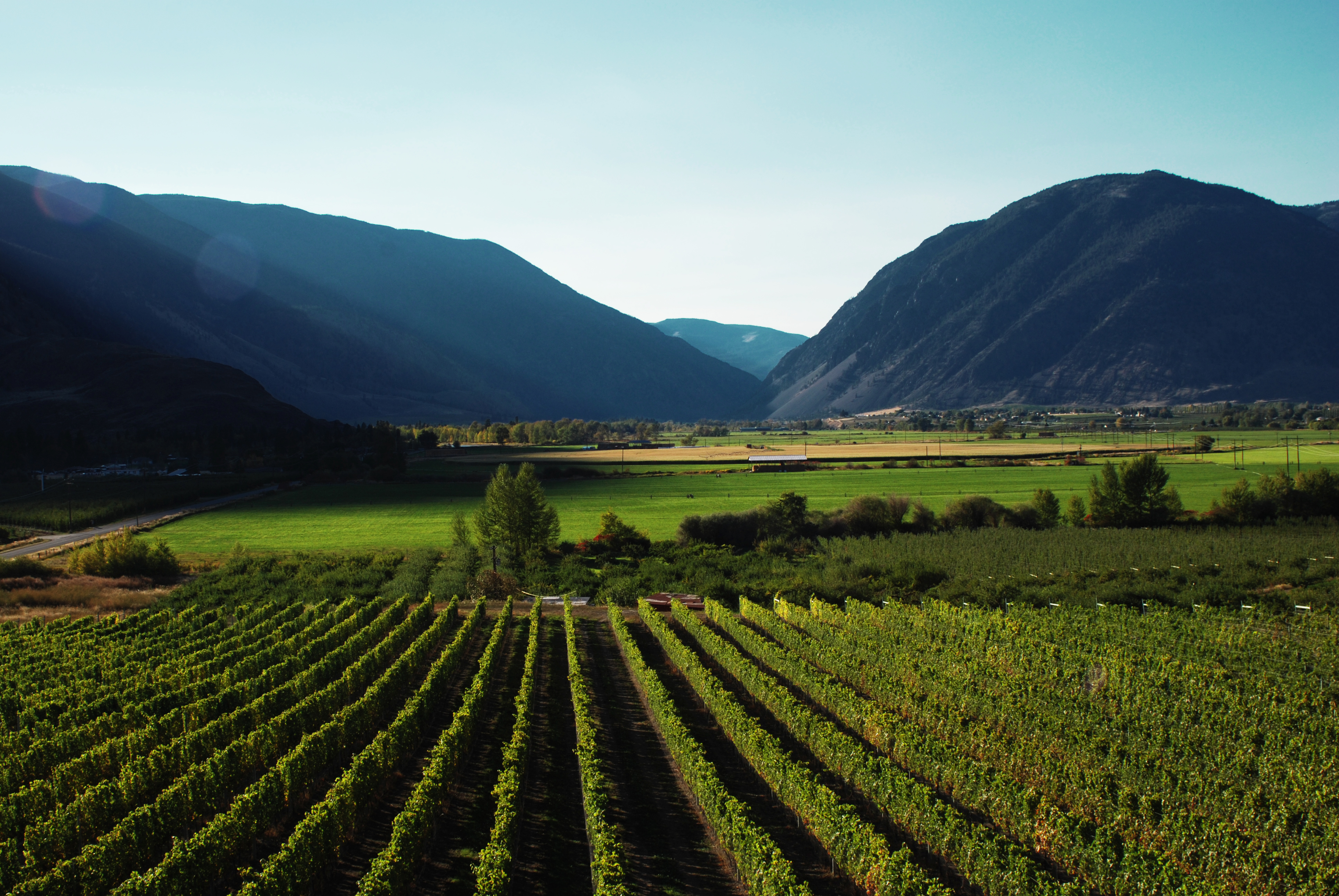 Celentano Vineyard 